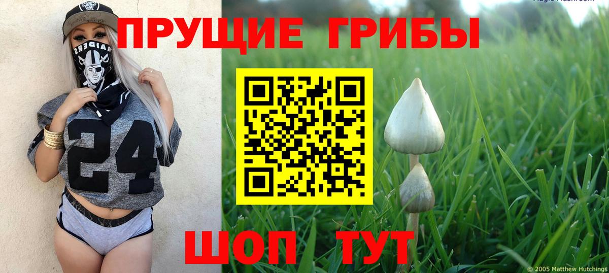 Псилоцибиновые грибы мицелий Кандалакша